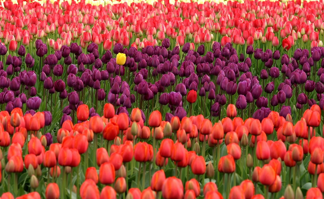 Tulpen individuell